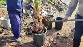 Planting Washingtonia filifera palm [upl. by Ulphi655]