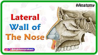 Lateral wall of the nose  Bones Cartilages and Mucosa  USMLE Anatomy  Medvizz [upl. by Vil]