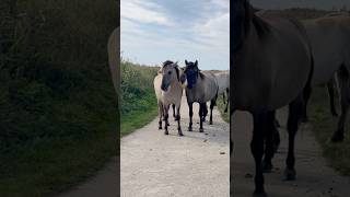 A Peaceful Stroll with Wild Konik Horses [upl. by Punke631]