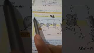 La chaine respiratoire 1ère partie 2bac science [upl. by Heyde]