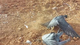 The easiest way to hunt the peregrine falcon  pigeon and net [upl. by Lenka]