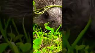 quotHedgehog is a spiny mammal Subfamily Erinaceinae in the eulipotyphlan family Erinaceidaequot [upl. by Koerlin]