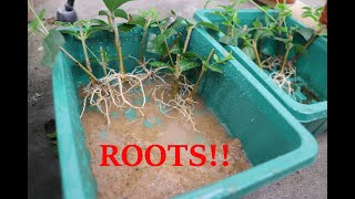 Privet Rooting Results [upl. by Borlase970]