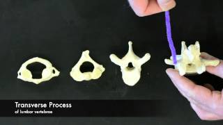 Vertebrae Overview [upl. by Ayekin271]