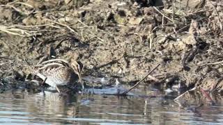 Snipe at RSPB Rainham Marshes 91024 [upl. by Nosaj393]