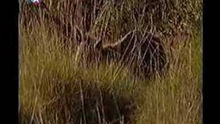 possible tasmanian tiger filmed in Australia [upl. by Rhodes]