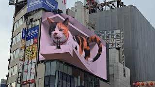 東京之旅 東京新宿東口の猫 可愛い三花貓 shinjuku cat [upl. by Kremer]