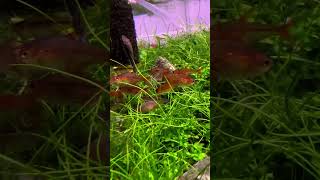 Ember tetra and Galaxy rasbora relaxing under the aquarium filter shorts aquariumfish videos [upl. by Finnie]