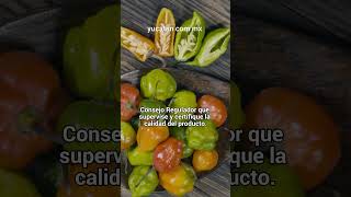 Desplazan a Yucatán como principal productor de chile habanero [upl. by Nilram370]