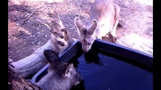 Wallaroo family Macropus robustus [upl. by Erickson]