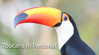 Toucans in Pantanal Toco toucan amp Chestnuteared aracari [upl. by Hjerpe]