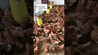 ¿cuánto terreno necesito para 100 gallinas 🐔animals gallinas chicken animalesin ponedoras [upl. by Lipman492]