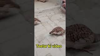 Teetar ki video teetar teetarkashikar teetarkiawazfemale [upl. by Kathie588]