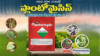 Plantomycin uses in telugu  plantomycin fungicide dose  plantomycin price [upl. by Giddings]