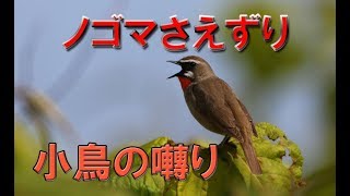 ノゴマさえずり 小鳥のさえずり 鳴き声 Siberian Rubythroat [upl. by Danielle569]