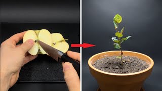 APPLE TREE Growing From Seed TIME LAPSE  171 Days [upl. by Iden452]