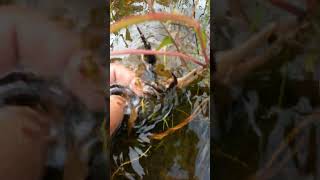 Beautiful Crab Catch in the freshwater with green fresh aquatic plants  reels crab catch [upl. by Annayehc]