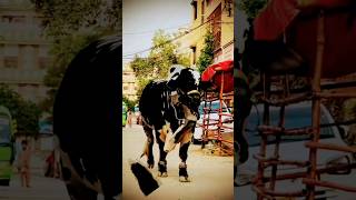 sary la Makan say Talab song cow bull bollywood beautiful animals cover religion eiduladha [upl. by Nahbois]