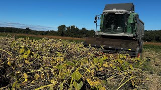 Notre tournesol se couche il est humide mais il faut le récolter pour le sauver [upl. by Ormand]