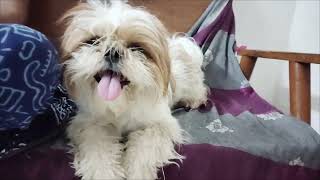 shih tzu dog aggressive [upl. by Natsrik]