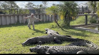 Feeding Monster Nile Crocodiles at Primitive Predators [upl. by Mixie]