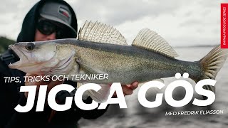 Jigga gös i sommar Tips tricks och tekniker [upl. by Sidnal620]