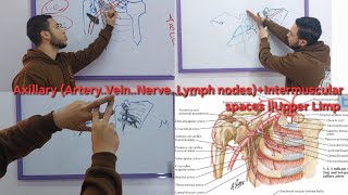 Axillary ArteryVeinNerveLymph nodesIntermuscular spaces  Upper Limp [upl. by Cinelli]