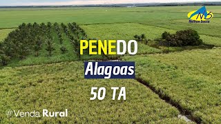 Propriedade a venda em Penedo  AL  50 TAREFAS [upl. by Krug933]