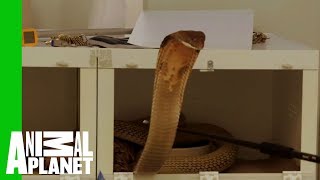 This Huge Deadly King Cobra Does Not Want To Cooperate With Zookeepers [upl. by Lynus]