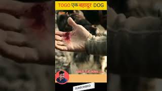 Togo 🐕 एक बहादुर dog की कहानी part 1 togo movie explained in hindi [upl. by Drooff934]