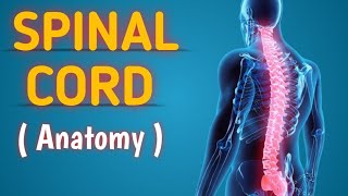 Neurology  Spinal cord anatomy  Spinal nerves [upl. by Schram221]