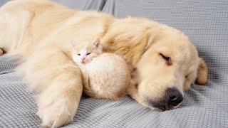 Kitten With Separation Anxiety Cant Sleep Without Golden Retriever [upl. by Aikas418]