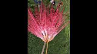 Powder Puff Plant Flower Calliandra Surinamensisshorts From Hawaii Islands [upl. by Gnod617]