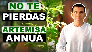 🌱 Medicina en tu JARDIN  14 Beneficios ARTEMISA o ARTEMISIA ANNUA Ajenjo Dulce  Té Extracto [upl. by Bevin979]