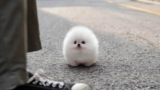 White Teacup Pomeranian │ Miniteacuppuppy [upl. by Heppman]