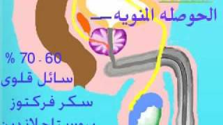 malegenitalsystem الجهاز التناسلى للرجل [upl. by Mahseh]