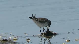 Whiterumped Sandpiper Uruguay 2023 [upl. by Akere321]