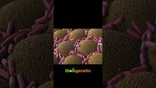 bacteria Shorts biologenetic [upl. by Dierolf]