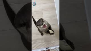 He Surely Is Hungry Otters are Adorable animation immortalruler sea otters cute adorable [upl. by Nadabas]