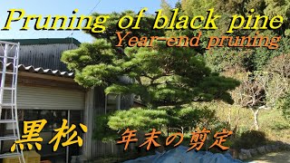 32 黒松の年末剪定 ～芽の選別と古葉のもみあげ～ Pruning of black pine ～Yearend pruning～ [upl. by Kuehnel622]