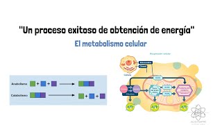 METABOLISMO CELULAR  Anabolismo  Catabolismo [upl. by Ahmad]