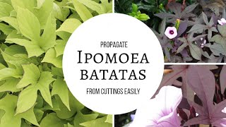 Ipomoea Batatas Easy propagation root cuttings within one week [upl. by Nereids]