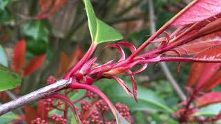 Photinia Red robin  buds close up  March 2018 [upl. by Thetos]