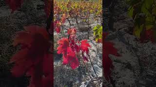 france occitanie beziers nature vines vineyards autumn wind herault colors landscape [upl. by Hendricks]