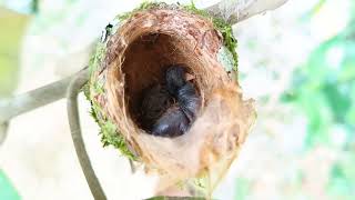 Cómo nacen los Colibríes video colibri [upl. by Notsuoh252]