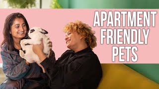 10 Best Apartment Friendly Pets for Beginners [upl. by Clementi]