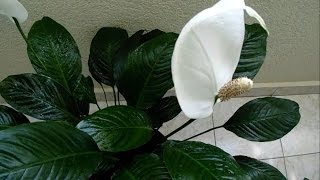 Spathiphyllum Hybriden oder Einblatt als Zimmerpflanze [upl. by Ayerdna265]