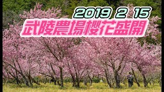 2019櫻花盛開的2月天美美美超美的，武陵農場是值得一去的露營聖地 [upl. by Snashall694]