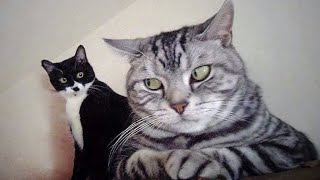 The Most Over DRAMATIC CATS Ever 😂 Funny Cat Videos of 2024 😹 [upl. by Werdma]