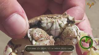 Invasive crab Matuta victor at Almogim Beach in Kiryat Yam [upl. by Adirahs]